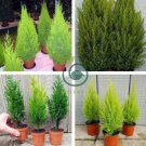 Kasuki Italian Cypress Tree 100 Seeds