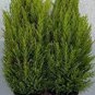 Kasuki Italian Cypress Tree 100 Seeds