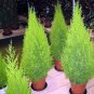 Kasuki Italian Cypress Tree 100 Seeds