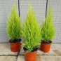 Kasuki Italian Cypress Tree 100 Seeds