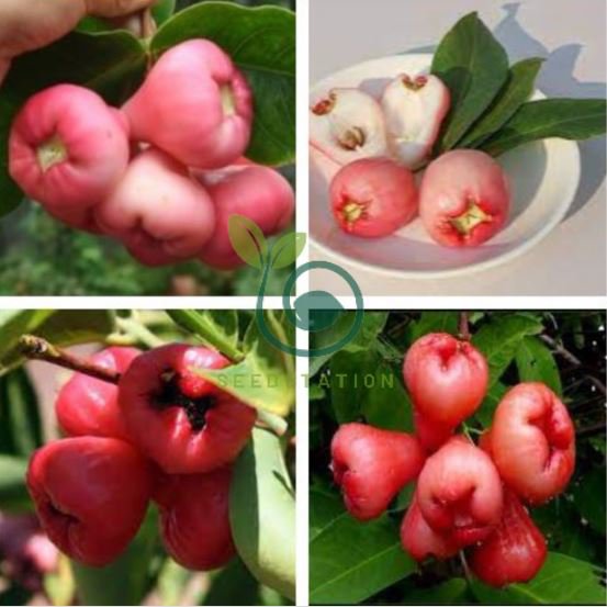 Wax Seeds Tropical Fruit Tree 100 Seeds