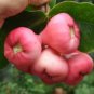 Wax Seeds Tropical Fruit Tree 100 Seeds