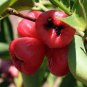 Wax Seeds Tropical Fruit Tree 100 Seeds