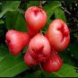 Wax Seeds Tropical Fruit Tree 100 Seeds
