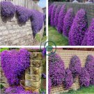 Creeping Thyme Bonsai or Blue Rock CRESS Plant 200 Seeds