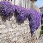 Creeping Thyme Bonsai or Blue Rock CRESS Plant 200 Seeds