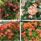 Ixora Chinensis Bonsai Plant Flower 200 Seeds