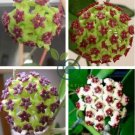Time-Limit Hoya Flores 200 Seeds