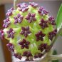 Time-Limit Hoya Flores 200 Seeds