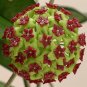 Time-Limit Hoya Flores 200 Seeds