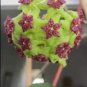 Time-Limit Hoya Flores 200 Seeds