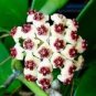 Time-Limit Hoya Flores 200 Seeds