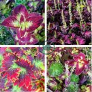 Coleus Foliage Plants Rainbow Leaf Plant Dragon 200 Seeds