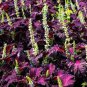 Coleus Foliage Plants Rainbow Leaf Plant Dragon 200 Seeds