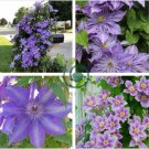Rare Mix Beautiful Clematis 200 Seeds