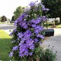 Rare Mix Beautiful Clematis 200 Seeds