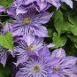 Rare Mix Beautiful Clematis 200 Seeds