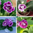Imported Gloxinia Plant 400 Seeds