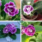 Imported Gloxinia Plant 400 Seeds