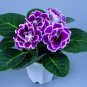 Imported Gloxinia Plant 400 Seeds