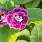 Imported Gloxinia Plant 400 Seeds