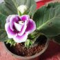 Imported Gloxinia Plant 400 Seeds