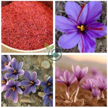 Saffron Crocus  100 Seeds