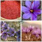 Saffron Crocus  100 Seeds