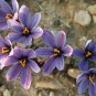 Saffron Crocus  100 Seeds