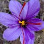 Saffron Crocus  100 Seeds