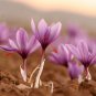 Saffron Crocus  100 Seeds