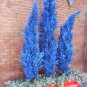 Italian Rare Dark Blue Cypress Tree Bonsai Indoor Outdoor 100 Seeds