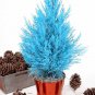Italian Rare Dark Blue Cypress Tree Bonsai Indoor Outdoor 100 Seeds