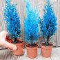 Italian Rare Dark Blue Cypress Tree Bonsai Indoor Outdoor 100 Seeds