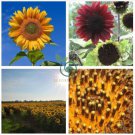 Sunflower  80 Seeds