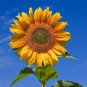 Sunflower  80 Seeds