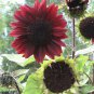 Sunflower  80 Seeds