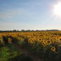 Sunflower  80 Seeds