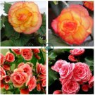Colorful Begonia Bonsai, Mixed Color Rieger Begonias Flower 200 Seeds