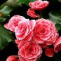 Colorful Begonia Bonsai, Mixed Color Rieger Begonias Flower 200 Seeds