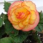 Colorful Begonia Bonsai, Mixed Color Rieger Begonias Flower 200 Seeds