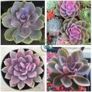Real Rare Succulent Bonsai Perennial Angiosperm Plants Flower  400 Seeds