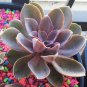 Real Rare Succulent Bonsai Perennial Angiosperm Plants Flower  400 Seeds