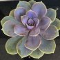 Real Rare Succulent Bonsai Perennial Angiosperm Plants Flower  400 Seeds