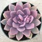 Real Rare Succulent Bonsai Perennial Angiosperm Plants Flower  400 Seeds