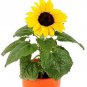 Dwarf Sunflower Bonsai Indoor & Outdoor Dwarf Mini Sunflower 40 Seeds