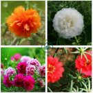 Portulaca oleracea Purslane Double Flowers 1000 Seeds