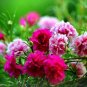 Portulaca oleracea Purslane Double Flowers 1000 Seeds