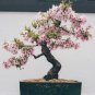 Bonsai Pinkish Red Japanese Sakura Cherry Blossoms Flower 40 Seeds