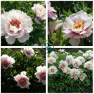 Peony 'Cora Louise' Seeds Lavender Center White Petals 20 Seeds